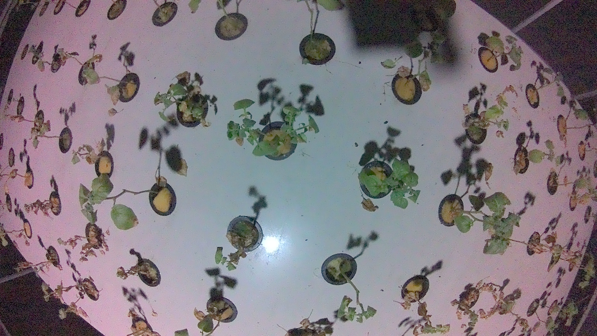 Leyangan_2026-01-31_20-00-00_995-995.jpg