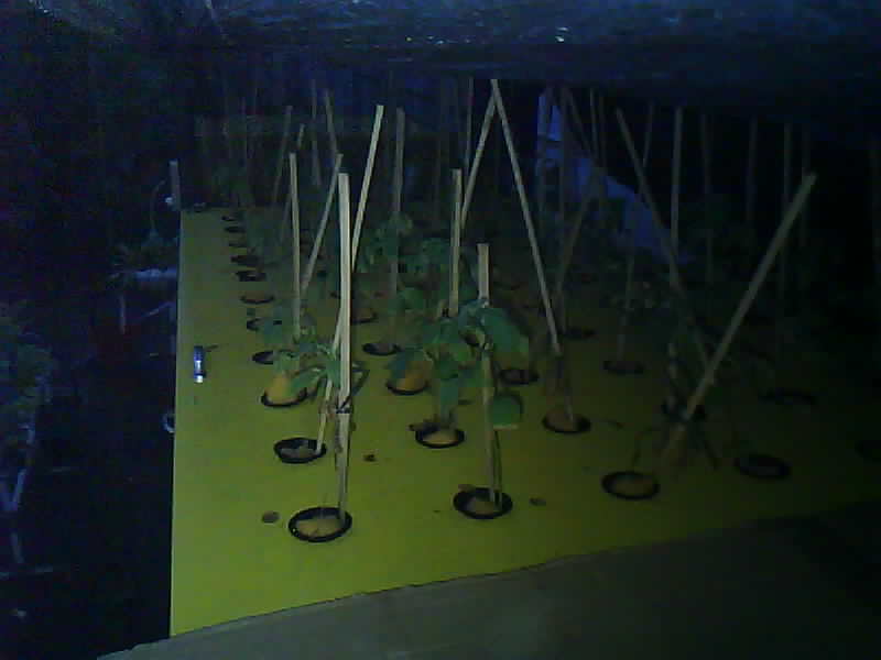 SMK-Moenadi_2026-02-11_18-00-01_242-242.jpg